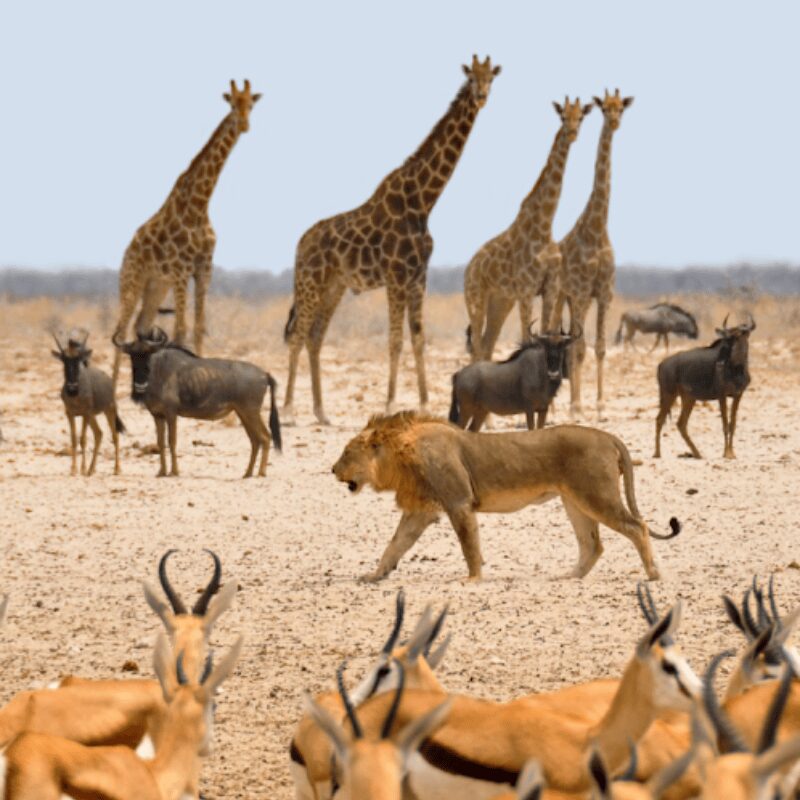 wild animals in the desert, giraffe, lion, deer